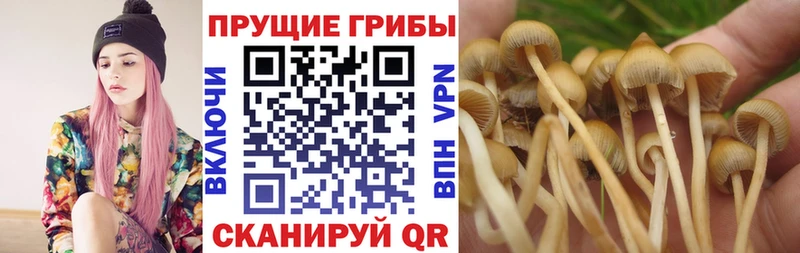 Псилоцибиновые грибы Psilocybine cubensis  Купить  Мензелинск 